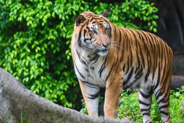 Jaipur Ranthambore Weekend Tour